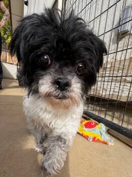 Rescue Shih Tzu Dogs for Adoption in Carson City, Nevada - Cindy Lou | PetCurious