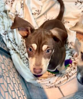 Birch -  Terrier Dog for Adoption in New London, Wisconsin - Birch | PetCurious