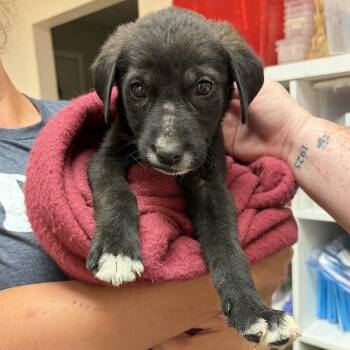 Lennox -  Black Labrador Retriever Dog for Adoption in Woodstock, Ontario - Lennox | PetCurious