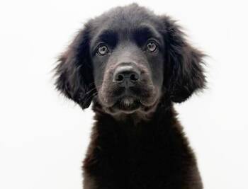 English Springer Spaniel and Retriever Dogs Available for Adoption in Bedford Hills, New York - Fred Can