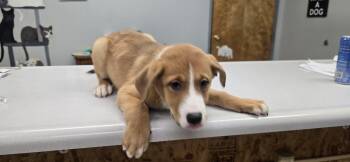 Australian Shepherd Dogs Available for Adoption - Nikita | PetCurious