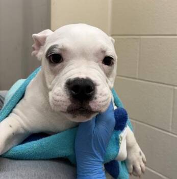American Bulldog and Mixed Breed Dogs Available for Adoption in Westland, Michigan - Inchworm | PetCurious