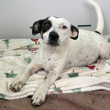 Opal 3900 -  Mixed Breed Dog for Adoption in Loxahatchee Groves, Florida - Opal 3900 | PetCurious