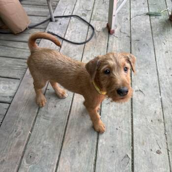 Irish Terrier Dogs Available for Adoption - Kiera | PetCurious