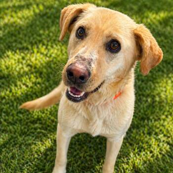 Mixed Breed Dogs Available for Adoption in Cranston, Rhode Island - DOUG | PetCurious