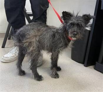 NAVI -  Schnauzer and Mixed Breed Dog for Adoption in Long Beach, California - NAVI | PetCurious