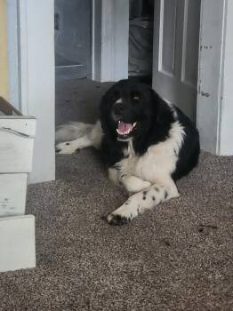 George -  Newfoundland Dog Dog for Adoption in Wagoner, Oklahoma - George | PetCurious