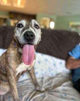 Rescue Mixed Breed Dogs for Adoption in Sanford, Florida - Maybelle | PetCurious