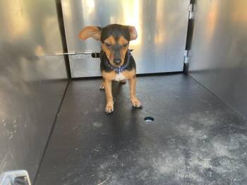 CLAY -  Beagle and Chihuahua Dog for Adoption in Ontario, California - CLAY | PetCurious