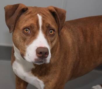 Terrier Dogs Available for Adoption - Esmerelda | PetCurious