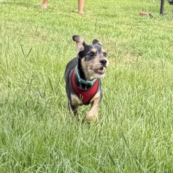 Sunny Boy (Benefactor Puppy) -  Schnauzer Dog for Adoption in New Orleans, Louisiana - Sunny Boy (Benefactor Puppy) | PetCurious