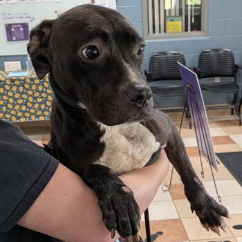Matilda -  American Staffordshire Terrier Dog for Adoption in Grand Rapids, Michigan - Matilda | PetCurious