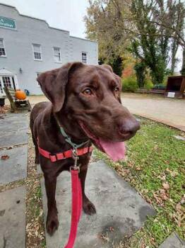 Rescue Labrador Retriever Dogs for Adoption in Annapolis, Maryland - Wilfred | PetCurious
