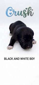 Mixed Breed Dogs Available for Adoption in Holly Springs, North Carolina - Crush- Nemo Litter | PetCurious