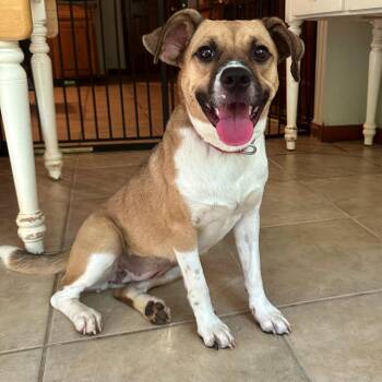 Rescue Black Mouth Cur Dogs for Adoption in High Ridge, Missouri - Dixie | PetCurious