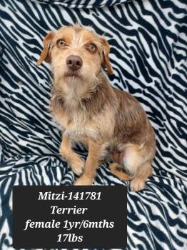 Mitzi - FOSTER NEEDED -  Terrier Dog for Adoption in New York, New York - Mitzi - FOSTER NEEDED | PetCurious