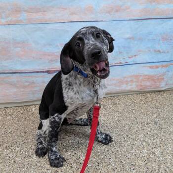 Australian Cattle Dog Blue Heeler and German Shorthaired Pointer Dogs Available for Adoption in Cheyenne, Wyoming - Hondo | PetCurious