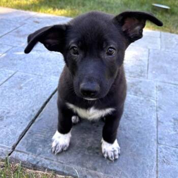 Button -  German Shepherd Dog and Labrador Retriever Dog for Adoption in Minneapolis, Minnesota - Button | PetCurious