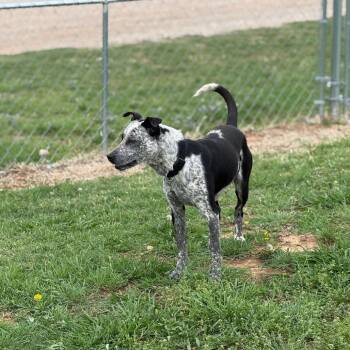 Mixed Breed Dogs Available for Adoption in Pauls Valley, Oklahoma - Marty | PetCurious