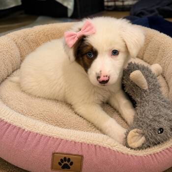 SHAY GS -  Border Collie and Great Pyrenees Dog for Adoption in Lucas, Texas - SHAY GS | PetCurious