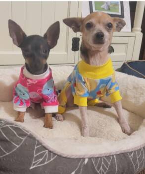 Rescue Chihuahua and Chiweenie Dogs for Adoption in Austin, Texas - Cricket | PetCurious