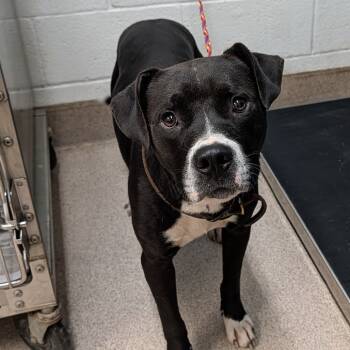 Rescue Staffordshire Bull Terrier and Pit Bull Terrier Dogs for Adoption in Ardmore, Oklahoma - Luca | PetCurious