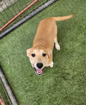 Sally -  Labrador Retriever and Shepherd Dog for Adoption in Hopkinsville, Kentucky - Sally | PetCurious