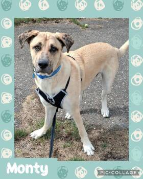Monty -  Great Dane and German Shepherd Dog Dog Available for Adoption in Iron River, Michigan - Monty | PetCurious