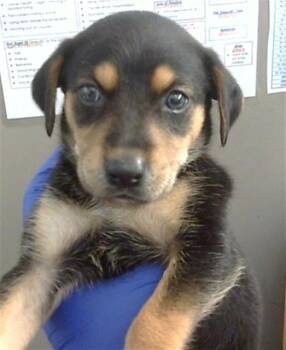ROSE -  Mixed Breed Dog for Adoption in Dallas, Texas - ROSE | PetCurious