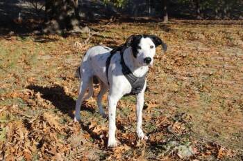 Rescue Dalmatian Dogs for Adoption in San Diego, California - Dippin Dots-Jenks, OK | PetCurious