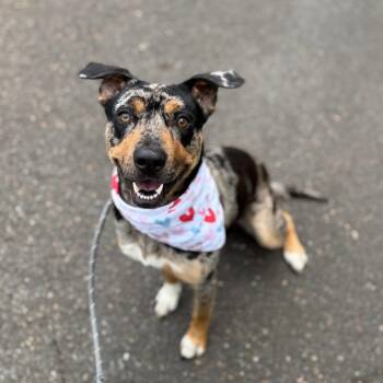 Pearl -  Catahoula Leopard Dog and Mixed Breed Dog for Adoption in Newberg, Oregon - Pearl | PetCurious