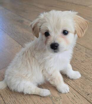 Grace -  Maltese and Poodle Dog for Adoption in Sunnyvale, California - Grace | PetCurious