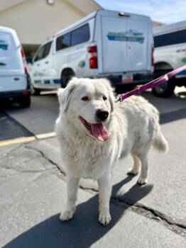 Great Pyrenees Dogs Available for Adoption in Fruit Heights, Utah - Alie | PetCurious