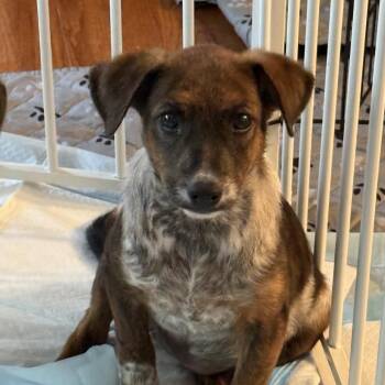 Lorraine -  Mixed Breed Dog for Adoption in Rockville, Maryland - Lorraine | PetCurious