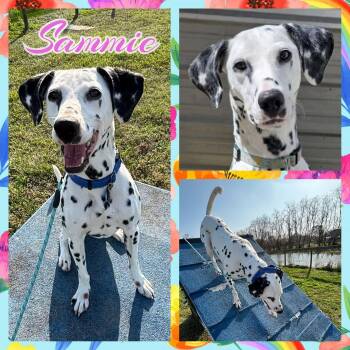 Dalmatian Dogs Available for Adoption in Colorado Springs, Colorado - Sammie | PetCurious