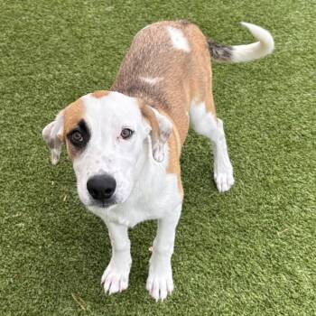 Shasta 7188 -  Great Pyrenees Dog for Adoption in Loxahatchee Groves, Florida - Shasta 7188 | PetCurious