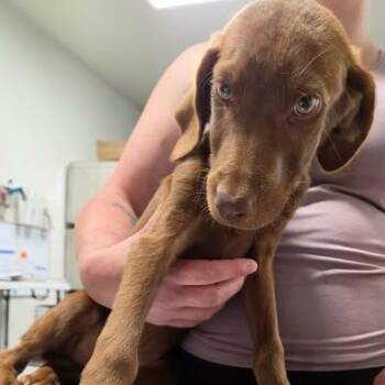 Sideous -  Mixed Breed Dog for Adoption in Fredericksburg, Virginia - Sideous | PetCurious