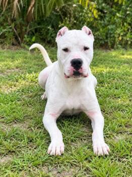 Ghost -  Dogo Argentino and Mixed Breed Dog for Adoption in Palm Coast, Florida - Ghost | PetCurious