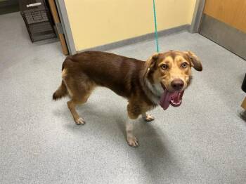 Rescue Australian Shepherd and Mixed Breed Dogs for Adoption in Tustin, California - ASLAN | PetCurious