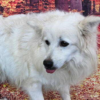 Rescue American Eskimo Dog Dogs for Adoption in Normal, Illinois - Andrea | PetCurious
