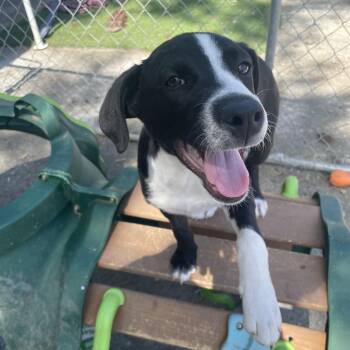 Border Collie Dogs Available for Adoption in Andover, Massachusetts - Sunny Songbird | PetCurious