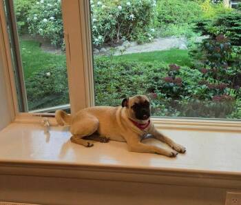 pixel 7 months (In foster) -  Pug Dog for Adoption in Sterling, Massachusetts - Pixel 7 Months (In Foster) | PetCurious