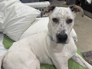 Rescue Dalmatian and Cattle Dog Dogs for Adoption in San Diego, California - Atlas-Fresno, CA | PetCurious