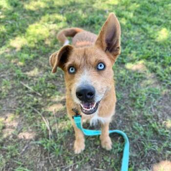 Cattle Dog and Terrier Dogs Available for Adoption in Carencro, Louisiana - Mr. Fox | PetCurious