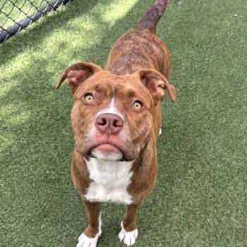 Petey -  Mixed Breed Dog for Adoption in Asheville, North Carolina - Petey | PetCurious