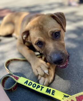 Baloo -  Shar Pei Dog for Adoption in Ontario, New York - Baloo | PetCurious