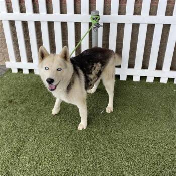 NATASHA -  Husky Dog for Adoption in Modesto, California - NATASHA | PetCurious