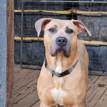 Rescue Presa Canario Dogs for Adoption in Burlington, New Jersey - Shrek | PetCurious