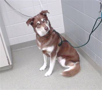 ALICE -  Alaskan Malamute and Mixed Breed Dog for Adoption in Omaha, Nebraska - ALICE | PetCurious