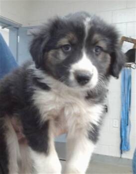 German Shepherd Dog and Mixed Breed Dogs Available for Adoption in Salinas, California - BUSTER | PetCurious